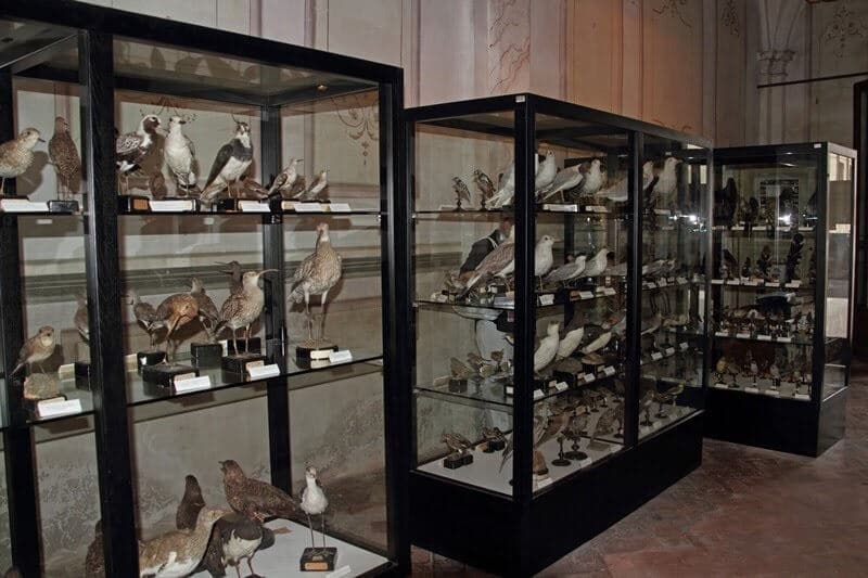Aves expostas no Museu de Ornitologia Aves expostas no Museu de Ornitologia