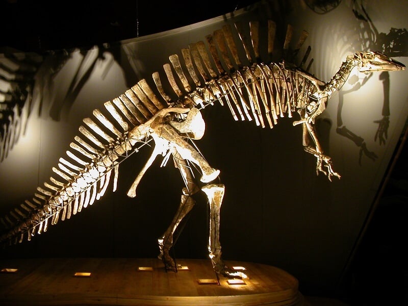 Esqueleto ósseo de dinossauro exibido no Museu de História Natural de Veneza Esqueleto ósseo de dinossauro exibido no Museu de História Natural de Veneza